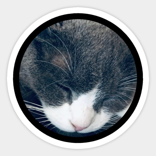 Sleeping Cat / Pictures of My Life Sticker by nathalieaynie